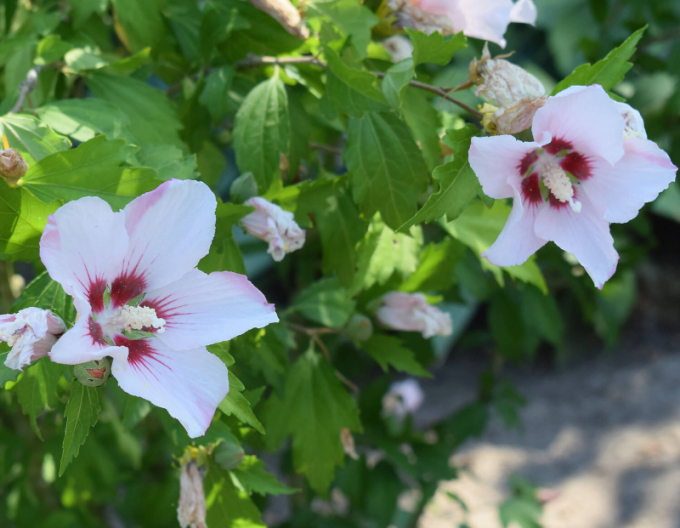 Syrský ibišek Hamabo