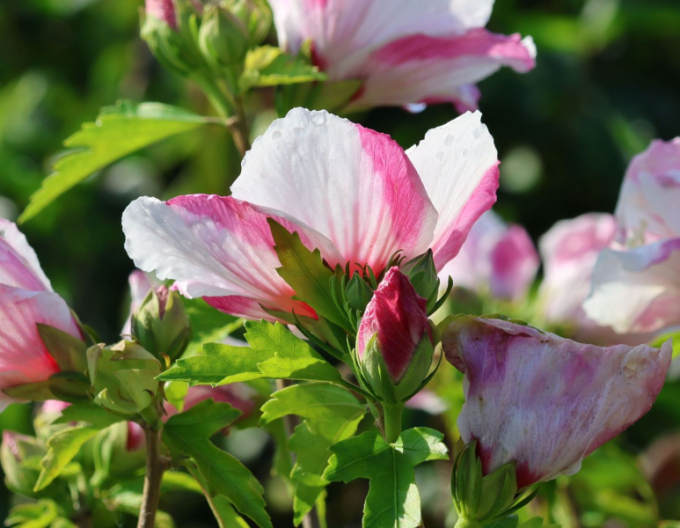 Syrský ibišek Hamabo