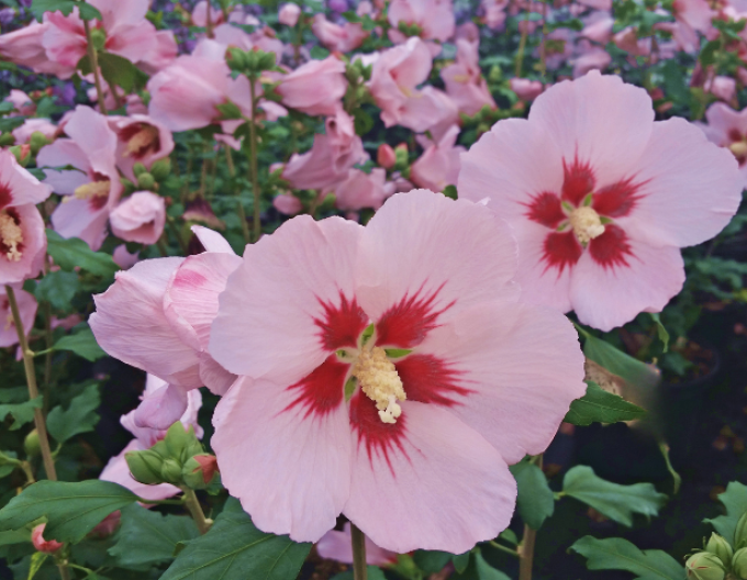 Syrský ibišek Hamabo