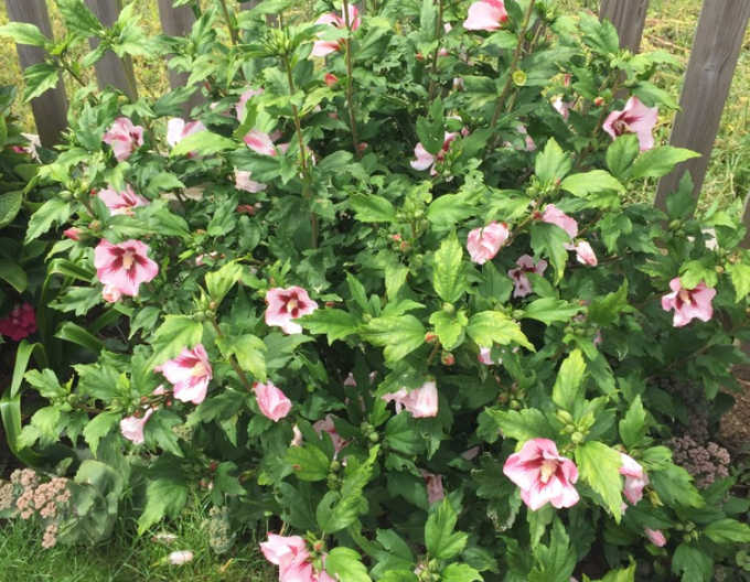 Syrský ibišek Hamabo