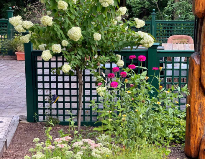 Hortenzie Fraise Melba na kmínku