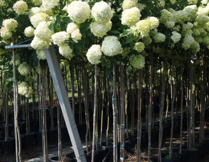 Hortenzie Limelight na kmínku