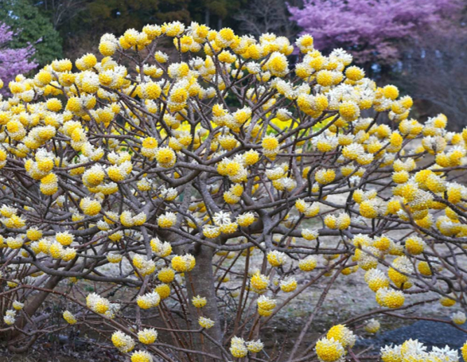 Edgeworthia ´Grandiflora´ - papírový keř