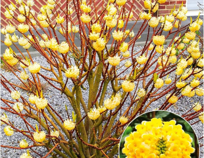 Edgeworthia ´Grandiflora´ - papírový keř