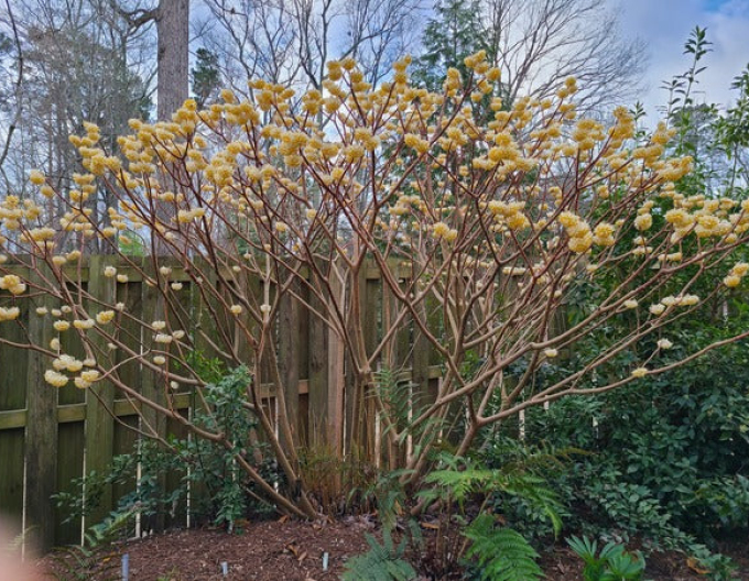 Edgeworthia ´Grandiflora´ - papírový keř