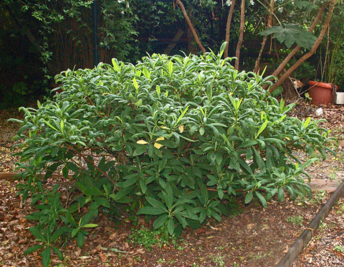 Edgeworthia ´Grandiflora´ - papírový keř