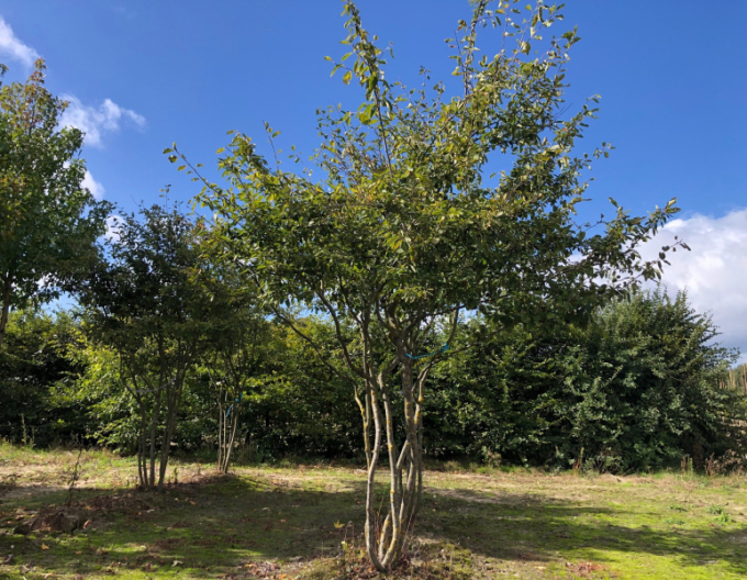 Muchovník Lamarkův víckmenný