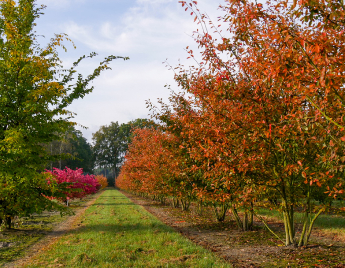 Muchovník Lamarkův víckmenný