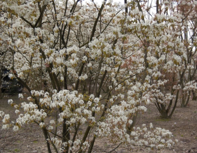 Muchovník Lamarkův víckmenný