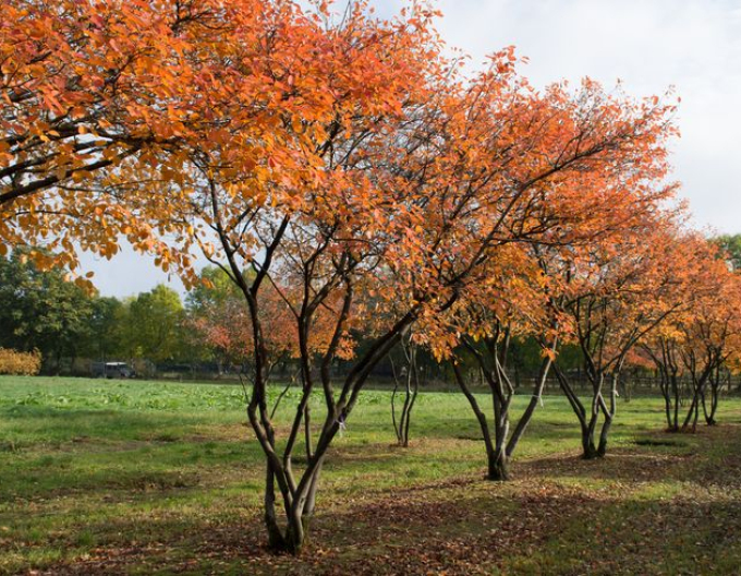 Muchovník Lamarkův víckmenný
