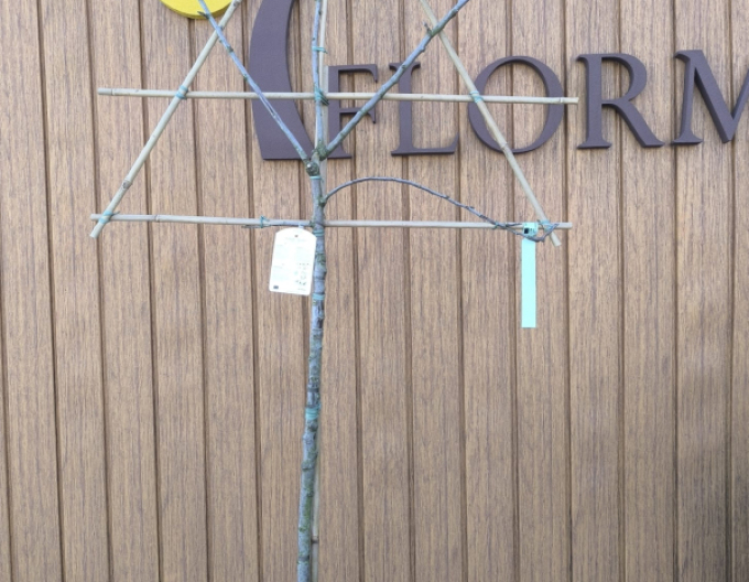 Tvarovaná jabloň ´Elstar´ - Spalliera