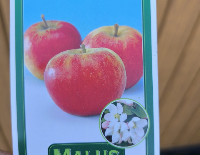 Tvarovaná jabloň ´Elstar´ - Spalliera