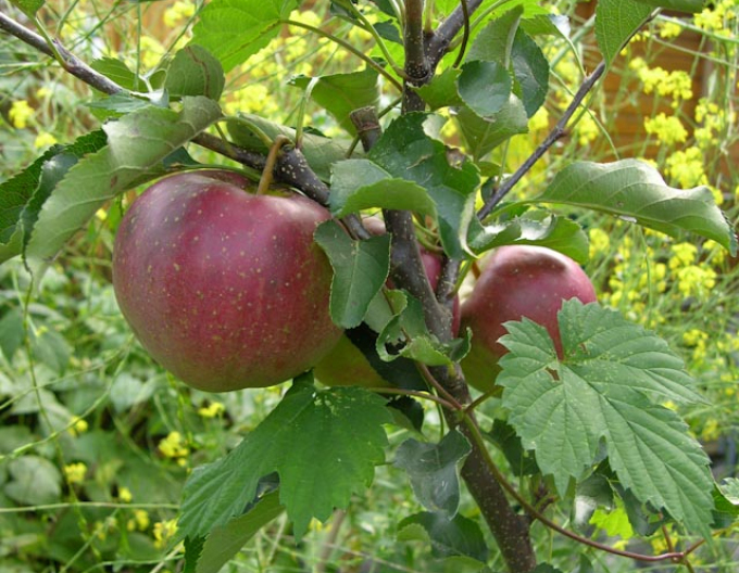 Tvarovaná jabloň ´Elstar´ - Spalliera