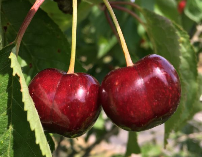 Třešeň tvarovaná ´Schneiders Späte Knorpelkirsche´ - Špalliera