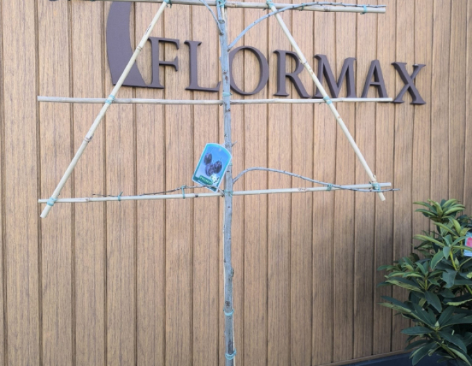 Třešeň tvarovaná ´Schneiders Späte Knorpelkirsche´ - Špalliera