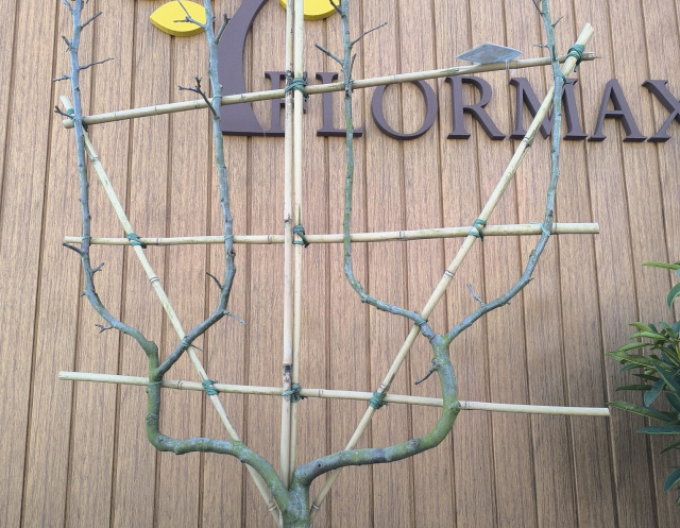 Tvarovaná jabloň ´James Grieve´ - Špalliera