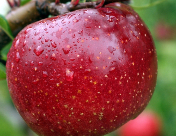 Tvarovaná jabloň ´James Grieve´ - Špalliera