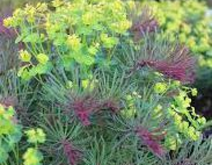 Pryšec chvojka Fens Ruby