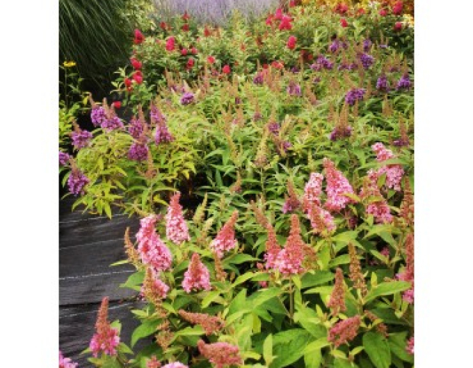 Motýlí keř, Komule Davidova Little Pink trpasličí