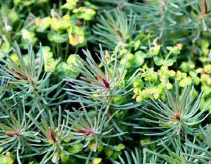 Pryšec chvojka Fens Ruby