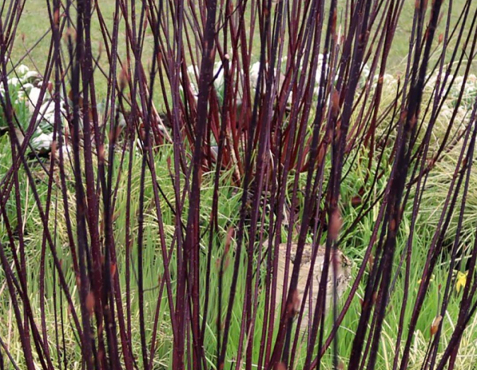 Svída bíla Kesselringii