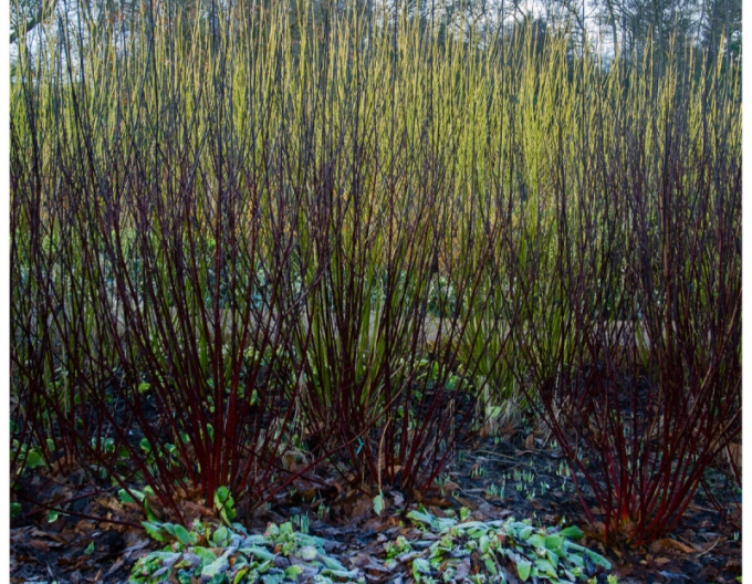 Svída bíla Kesselringii