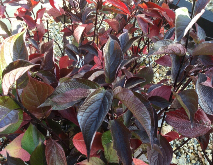 Svída bíla Kesselringii