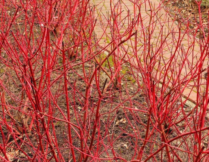 Svída bíla  Miracle