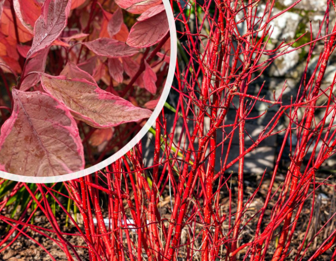 Svída bíla  Miracle