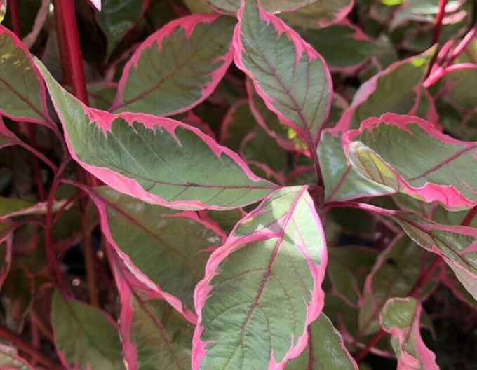 Svída bíla  Miracle