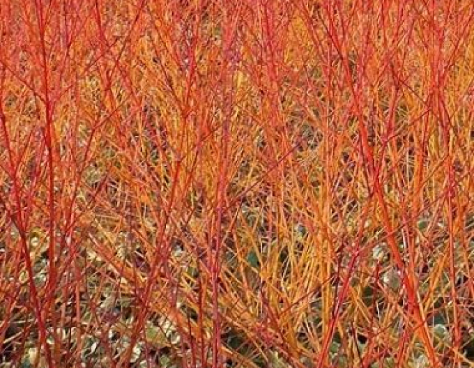 Svída krvavá Anny Winter Orange