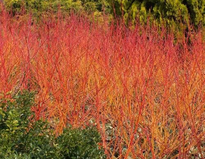 Svída krvavá Anny Winter Orange