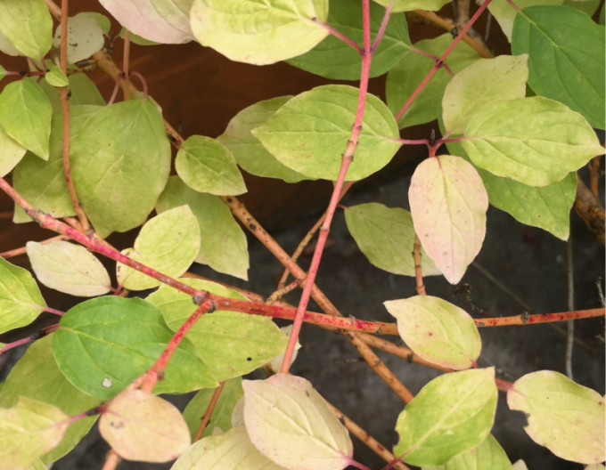 Svída krvavá Anny Winter Orange