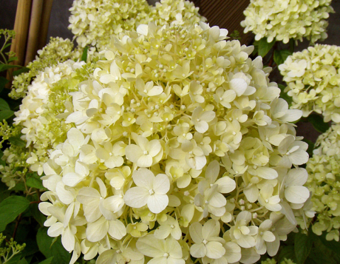 Hortenzie Limelight na kmínku