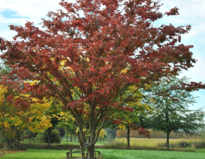 Zelkova serrata  víckmenná