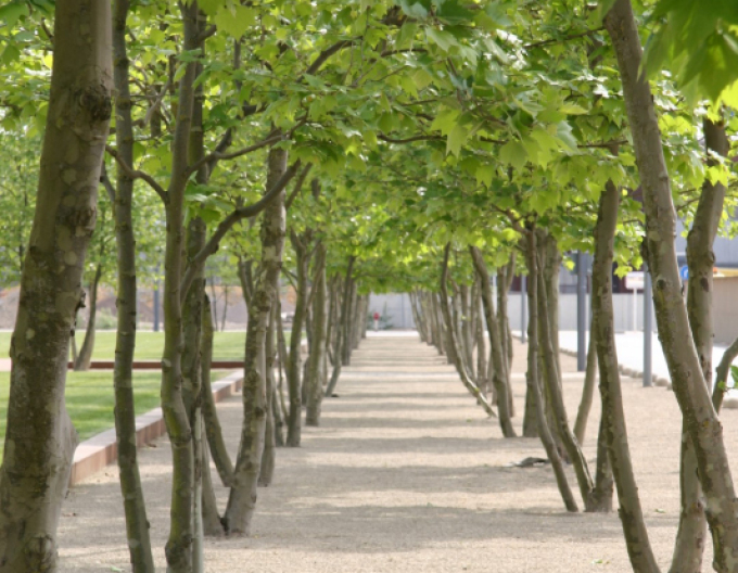 Zelkova serrata  víckmenná