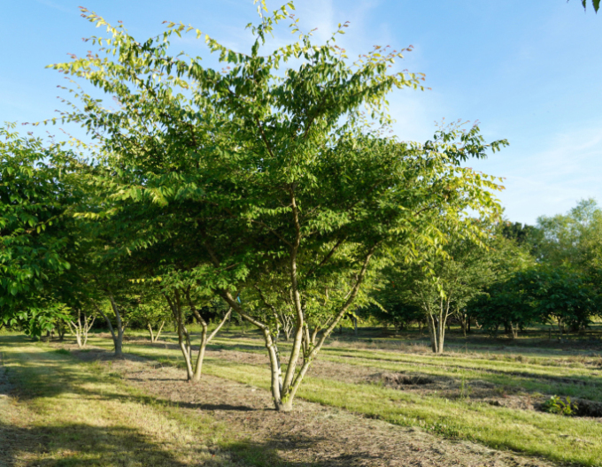 Zelkova serrata  víckmenná