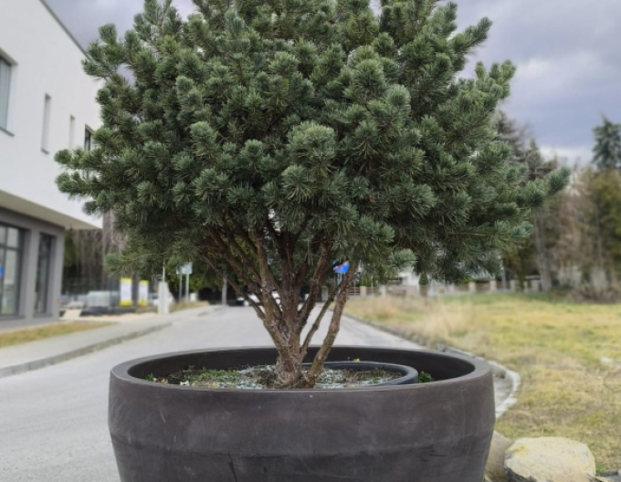 Borovice lesní ´Watererii´