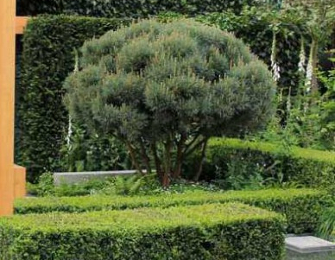 Borovice lesní ´Watererii´