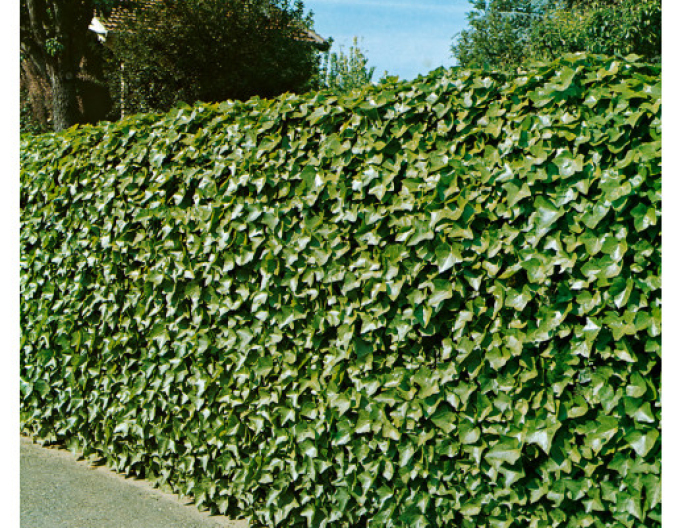 Břečťan popínavý  Stena 180x120cm