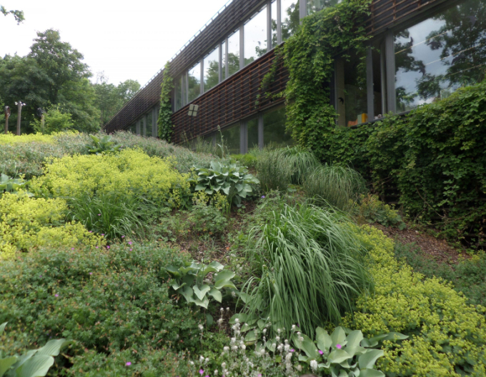 Břečťan popínavý  Stena 180x120cm