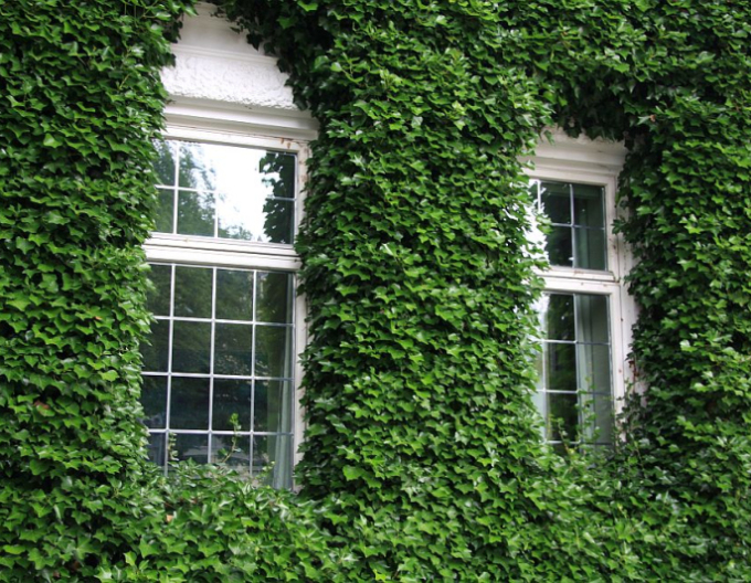 Břečťan popínavý  Stena 180x120cm