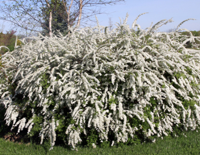 Tavolník šedý Grefsheim