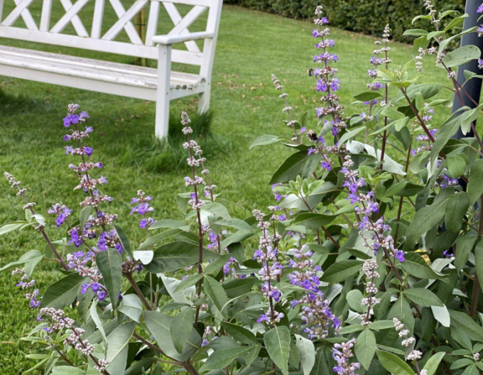 Vitex Magical Summertime Blues