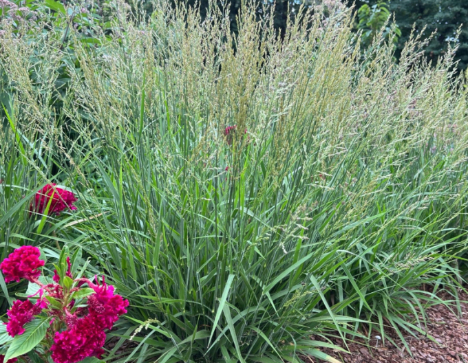 Třtina ostrokvětá Cheju Do