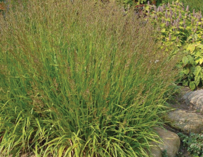 Třtina ostrokvětá Cheju Do