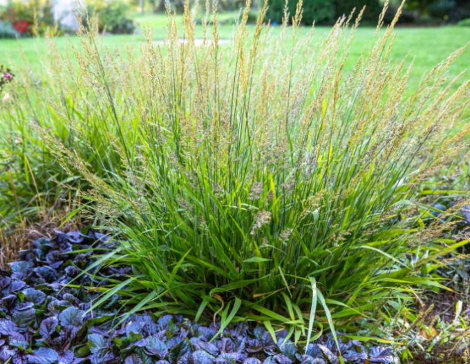 Třtina ostrokvětá Cheju Do