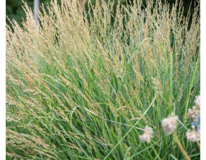 Třtina ostrokvětá Cheju Do