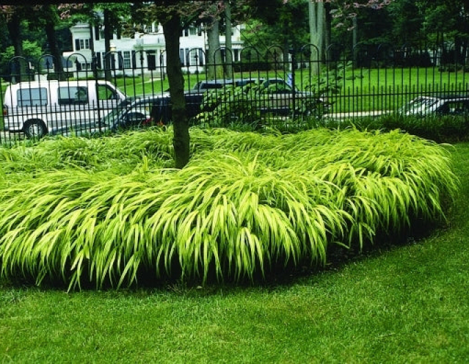 Rákosovka Aureola 1,5l