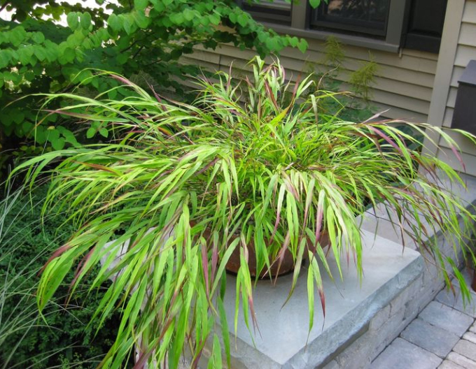 Rákosník japonský  ´Beni Kaze´